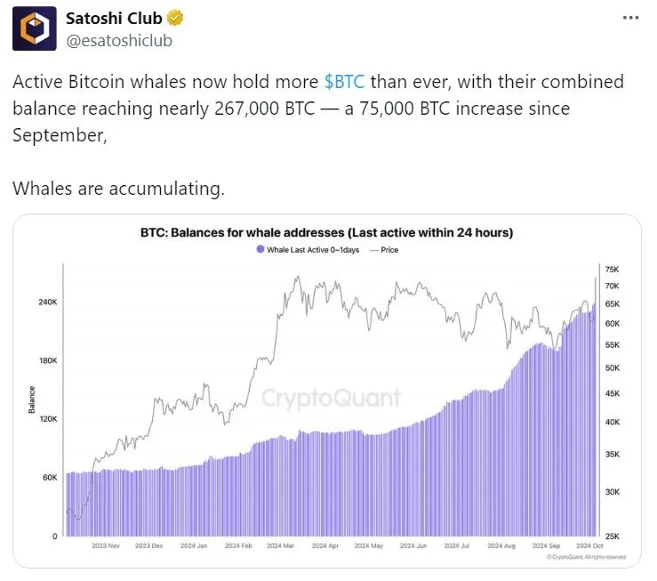 ساتوشی کلاب: نهنگها در حال جمعآوری هستند.